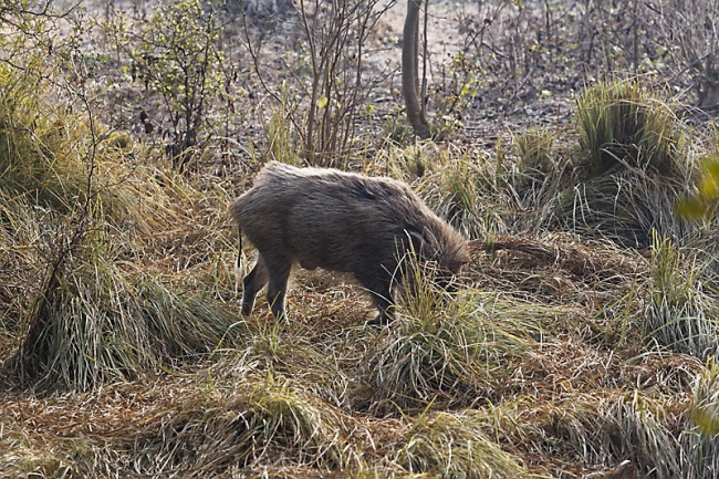 Keoladeo national park-010